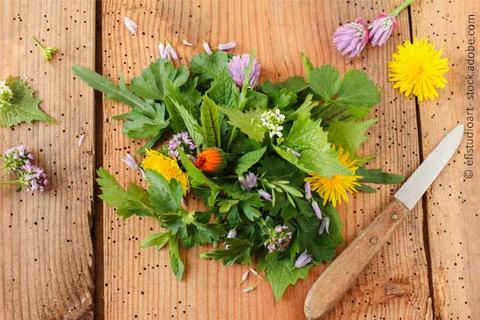 Kochen mit Wildkräutern