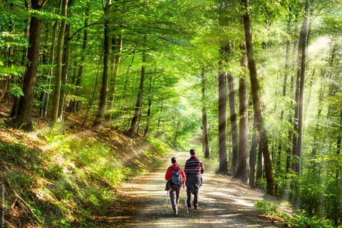 Zwei Personen gehen im Wald spazieren