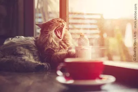 Katze im Kaffee 