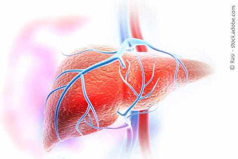 grafische-darstellung-der-leber