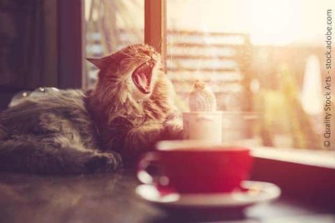 Katze im Kaffee 