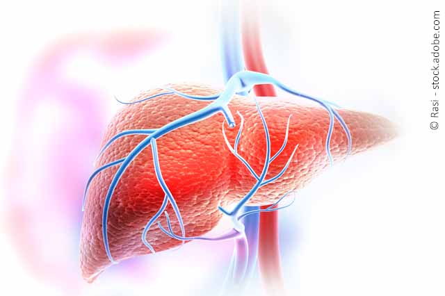 Grafische Darstellung Der Leber