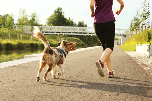 Mit Hund Laufen